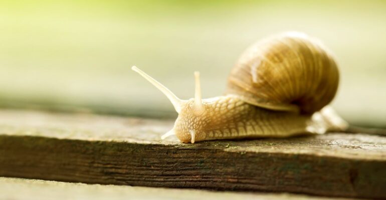 Slow internet