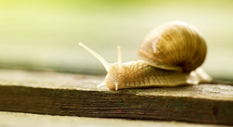Slow internet
